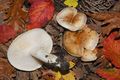 Hygrophorus arbustivus